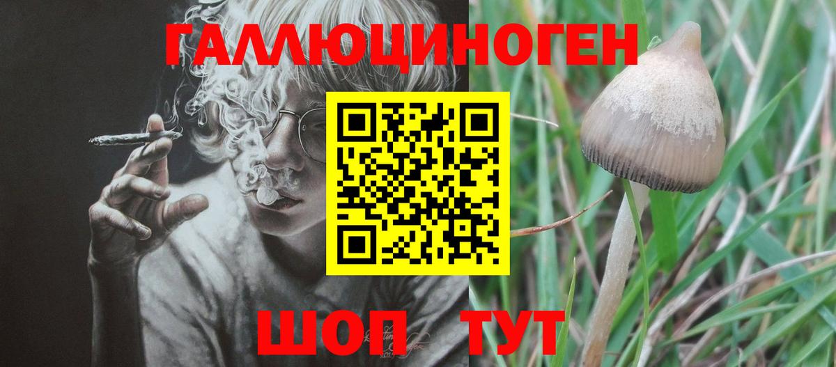 Галлюциногенные грибы Psilocybe Калининград